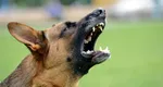 Rasa de câine care a fost oficial interzisă! Un astfel de animal a atacat o fetiță de 11 ani din România