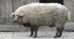 Porci de Crăciun 2023. De unde poţi lua „marele alb” sau „mangaliţa” la preţ mai bun ca anul trecut. Cât costă „ceafa fără colesterol” adusă la uşă