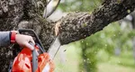 De ce nu ai voie să tai un copac, chiar dacă se află în fața curții tale. Amenzile pot ajunge până la 40.000 de lei