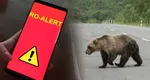 A fost emis Ro-Alert în judeţul Sibiu, un urs se plimba pe străzi în căutare de hrană