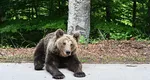 Proiectul care va permite uciderea a până la 500 de urşi pe an a trecut de Senat, dar ministrul Mediului se opune. Animalele ar putea fi vânate prin achitarea unei taxe speciale