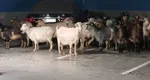 Clienții din mall s-au trezit cu mai mulți „colindători” surpriză! O turmă de capre s-a rătăcit prin parcarea subterană a centrului comercial