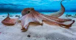 Descoperire uluitoare făcută de cercetători!  Ce se ascunde în ADN-ul de caracatiță
