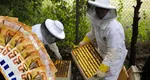 Ajutor de la stat de 12 milioane de euro pentru crescătorii de albine. Condițiile de eligibilitate pentru apicultorii care vor să primească fondurile