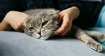 Ce este „scruffing” și de ce pisicile nu mai trebuie luate de ceafă după ce cresc. Sfaturile specialiștilor pentru o vizită la veterinar fără incidente
