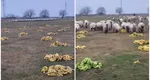 Un cioban din România le dă banane oilor, după ce a rămas fără iarbă. Imaginile au devenit virale