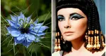 Descoperă secretul de frumusețe la care apela Cleopatra! Uleiul din planta misterioasă pentru un ten impecabil și păr strălucitor