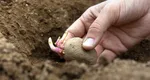 Când se plantează cartofii în grădină, pentru a avea o recoltă bogată. Reguli de care trebuie să ții cont