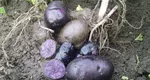 Cum se cultivă cartofii mov, cel mai profitabil soi de pe piața agricolă. Sfaturi și trucuri pentru începători
