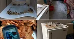 VIDEO Șoareci și gândaci morți, găsiți în cantina unui liceu din Timișoara. Unitatea a fost închisă și amendată