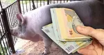 O ieşeancă a fost amendată cu 1.200 de lei pentru porcul din ogradă