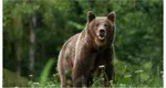 O turistă britanică a fost atacată de un urs în zona barajului Vidraru. Autoritățile au emis mesaj RO-ALERT