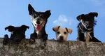 S-a schimbat legea, sunt vizaţi toţi proprietarii de câini din România. Nu contează dacă stau la bloc sau la curte