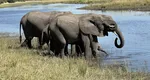 Preşedintele din Botswana ameninţă că va trimite 20.000 de elefanţi în Germania
