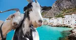 Invazie de capre într-una dintre cele mai frumoase insule din Europa. Au ajuns să fie de șase ori mai multe decât locuitorii. Municipalitatea a implementat programul „Adoptă o capră”