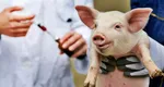 Pas uriaș pentru medicina globală! A avut loc al doilea transplant de rinichi de porc la o persoană în viață din lume