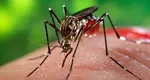 ALERTĂ medicală în România! Țânțarii care răspândesc malaria prezenți la noi în țară