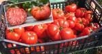 Roșiile românești au ajuns un lux, sunt mai scumpe decât carnea de vită. Cât costă acum un kilogram de roșii în piață