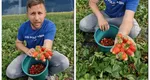 Oferta perfectă la cules de căpșuni! Un utilizator TikTok, dezamăgit de lipsa forței de muncă, oferă căpșuni gratis celor care vin la strâns