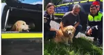 Imagini emoționante! Un câine dat dispărut s-a reîntâlnit cu stăpânii săi după doi ani – VIDEO