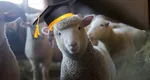 Patru oi au fost înscrise la o școală din Franța pentru a evita închiderea instituției. Cum au fost primite mioarele în prima lor zi ca eleve: „Bine ați venit!”