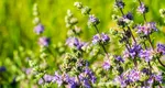 Pennyroyal: Planta cu miros puternic care ține viespile departe de grădina ta