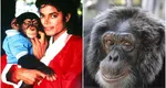 Ce mai face cimpanzeul lui Michael Jackson! Are 41 de ani și duce o viață mai bună decât unii oameni. Cum se comportă când aude muzica regelui pop
