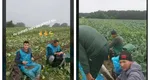 Cât de grea este munca la câmp în Germania. Strigătul de ajutor al unori români plecați: „Vii și îți negociezi sănătatea aici! Mănânc cu nisip”