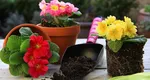 Amestecul care îți salvează plantele pe timpul caniculei. Se toarnă la rădăcină și se prepară mai ușor decât ai crede