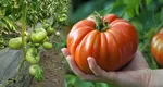 Roșii uriașe de grădină. Cinci secrete pentru o recoltă bogată de tomate mari, suculente și gustoase