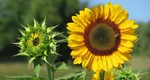 Șapte motive pentru care să plantezi floarea soarelui în grădina ta! Nici nu te-ai fi gândit la beneficiile oferite de această plantă