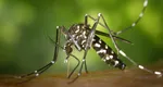 Alertă în România: ţânţarul tigru a ajuns la noi în ţară. Provoacă febra dengue, o boală care poate fi mortală