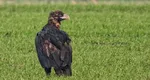 O pasăre pe care experții au crezut-o dispărută și-a făcut apariția pe teritoriul României. Este cel mare răpitor din Europa