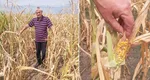 Canicula și seceta au afectat culturile de cereale în România. CE a revizuit în minus randamentele la cinci culturi. S-au pierdut 10% din cantitățile de porumb