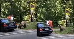 Doi bărbați, atacați de urs pe Transfăgărășan după ce l-au hrănit și s-au fotografiat cu el
