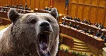 Camera Deputaților, convocată luni în sesiune extraordinară pentru modificarea legii privind urșii. În același timp, Romsilva anunță creșterea măsurilor de monitorizare a urșilor