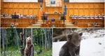 Sute de urși bruni vor fi uciși anual! Camera Deputaților a adoptat proiectul de lege care permite acest lucru