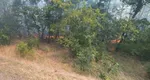 Incendiu de amploare în Brăila. 25 de hectare din pădurea Stejarul au fost cuprinse de flăcări