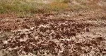 Invazie de lăcuste în Delta Dunării. Insectele sunt un adevărat pericol pentru culturile agricole