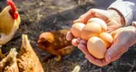 Cum să creşti producţia de ouă la găini. Alimentul pe care trebuie să-l incluzi in dieta acestora