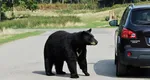 ALERTĂ de urs lângă Ploieşti. Animalul a fost văzut pe două străzi, iar autorităţile avertizează: „Nu încercaţi să vă fotografiaţi cu acesta”