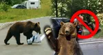 Ce trebuie să faci dacă te întâlnești cu un urs. Tehnici de apărare care îți pot salva viața când te întâlnești cu fiarele sălbatice