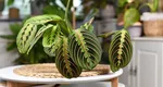 Ce trebuie să știi despre Calathea, planta care „se roagă”. Trebuie neapărat să o ai în casă