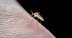 Val de infectări cu virusul West Nile în Suceava! Un bărbat a murit și alte două persoane se luptă cu boala