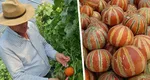 Kajari melon, pepenele indian cu gust de miere sau înghețată, a ajuns la Buzău. Originar din Asia, face parte dintr-un soi unic în România