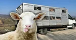 Controale în forță la transportul animalelor, în toată țara, din cauza Pestei Rumegătoarelor. Animalele fără document sanitar-veterinar sunt confiscate și ucise
