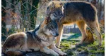 Comisia Europeană vrea să dea undă verde la vânat lupi în România. Măsurile propuse de oficiali
