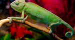 4 ZODII CAMELEON care pot DEPĂȘI orice PROVOCĂRI în care le-a aruncat viața