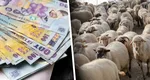 Ministrul Agriculturii solicită fonduri europene pentru crescătorii de oi afectați de pesta micilor rumegătoare
