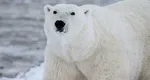 Urs polar găsit într-un oraș european. Autoritățile l-au ucis prin împușcare